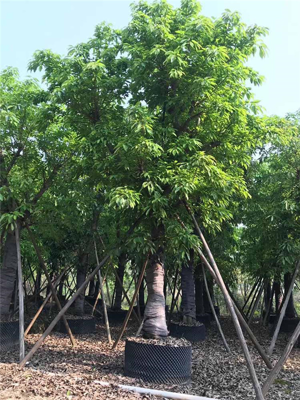 大葉榕圖片 大葉榕圖片