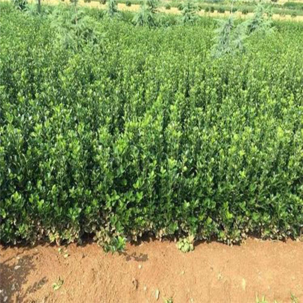 大葉黃楊圖片 大葉黃楊圖片