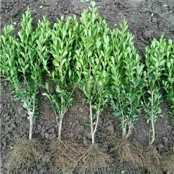 大葉黃楊圖片 大葉黃楊圖片