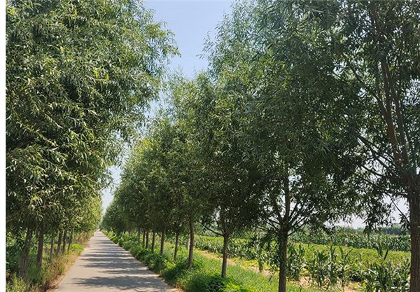 金絲柳圖片 金絲柳圖片