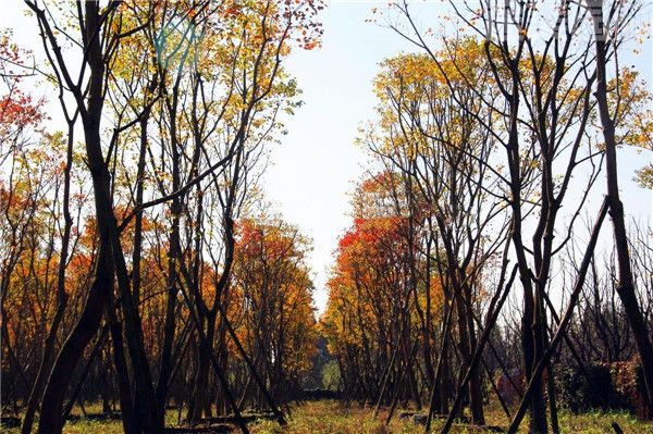 烏桕圖片 烏桕圖片