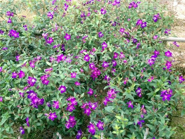 牡丹花圖片 牡丹花圖片