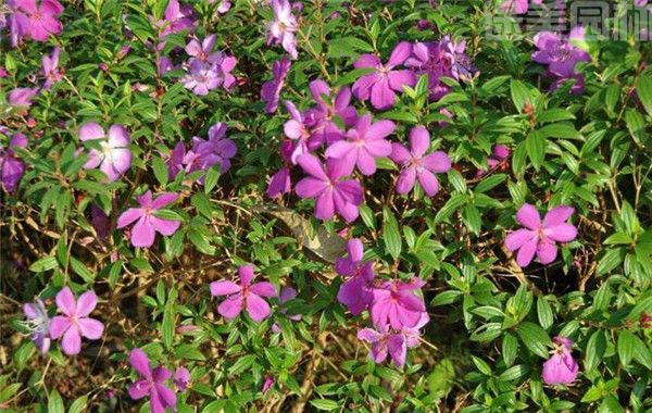 牡丹花圖片 牡丹花圖片