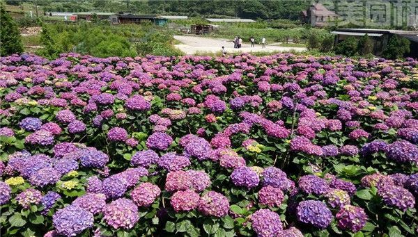 繡球花圖片 繡球花圖片