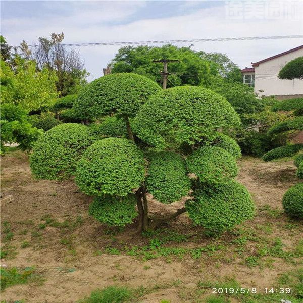 小葉女貞 小葉女貞