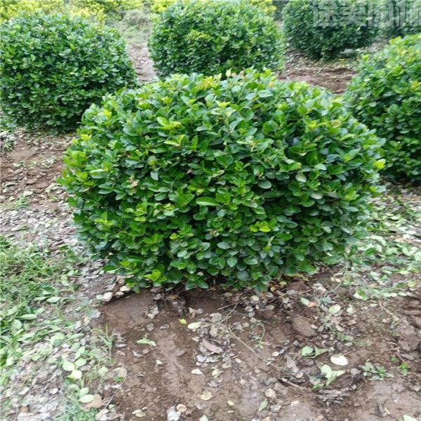 衛(wèi)矛 衛(wèi)矛