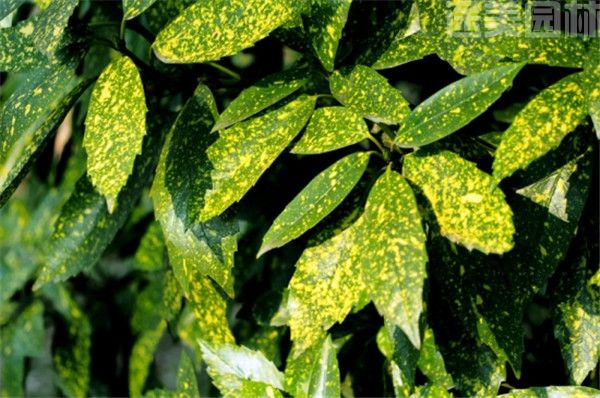 灑金珊瑚 灑金珊瑚