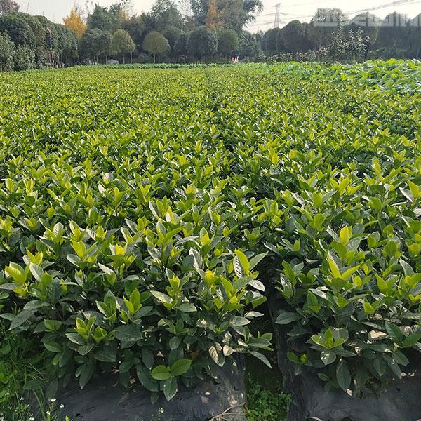 黃梔子花 黃梔子花