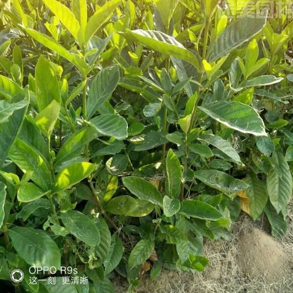 黃梔子花 黃梔子花