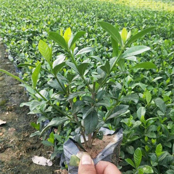 黃梔子花 黃梔子花