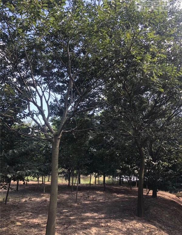 樸樹(shù) 樸樹(shù)