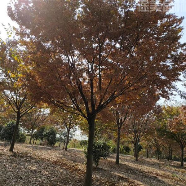 樸樹(shù) 樸樹(shù)