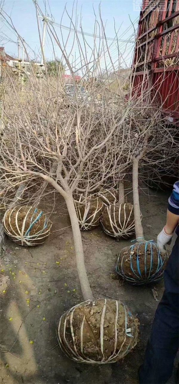 臘梅樹苗 臘梅樹苗