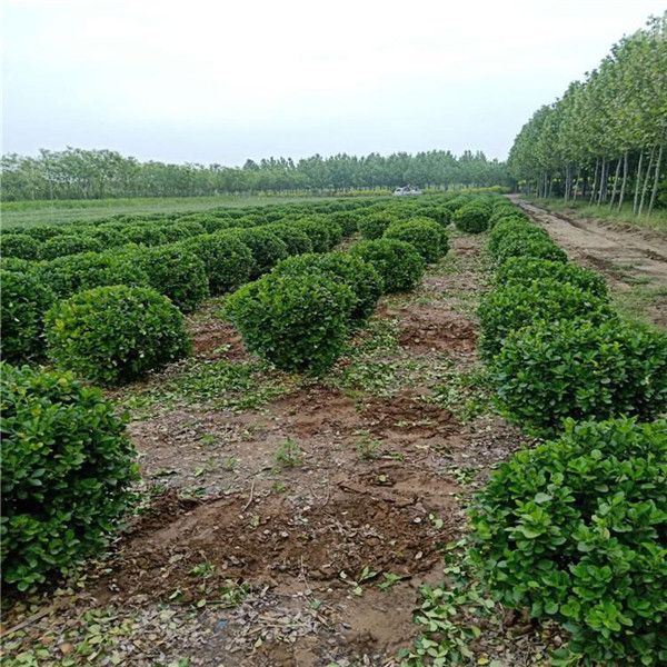 衛(wèi)矛球 冬青球 衛(wèi)矛球 冬青球