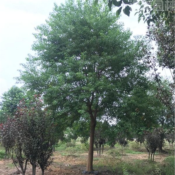 烏桕樹(shù) 烏桕樹(shù)