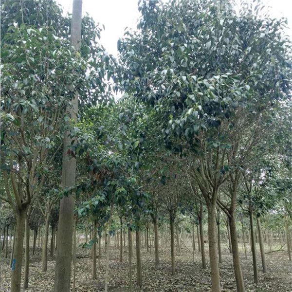 大葉女貞 大葉女貞