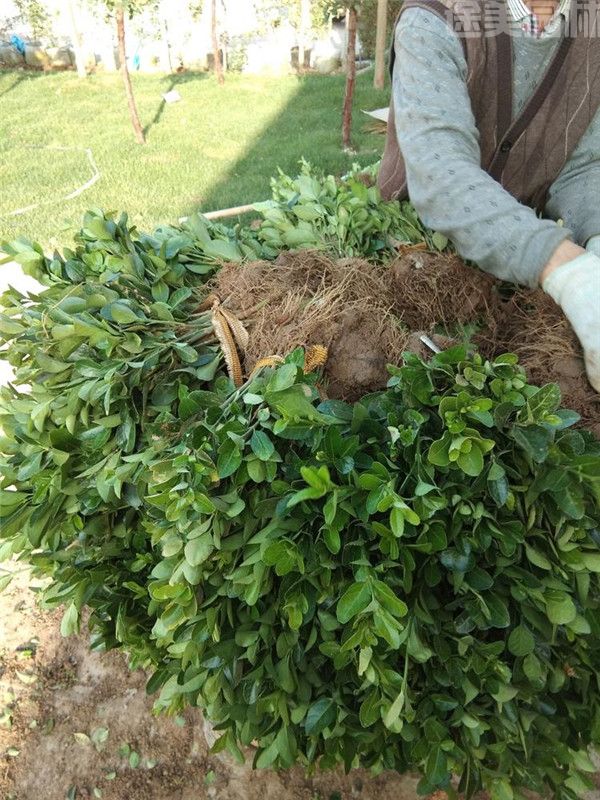 大葉黃楊 大葉黃楊