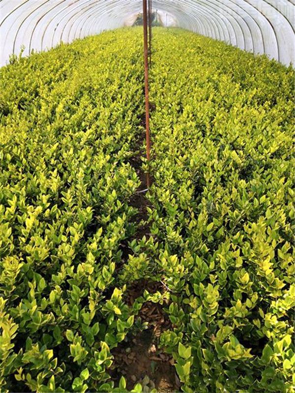 金森女貞 金森女貞