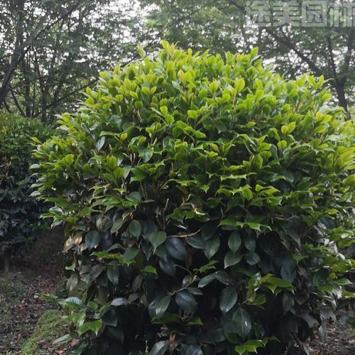 山茶花圖片 山茶花圖片