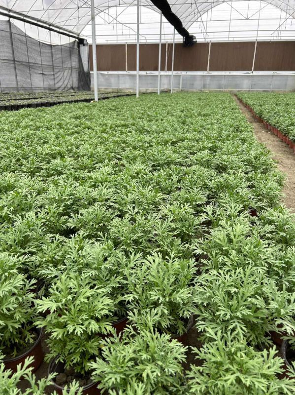 瑪格麗特圖片 瑪格麗特圖片