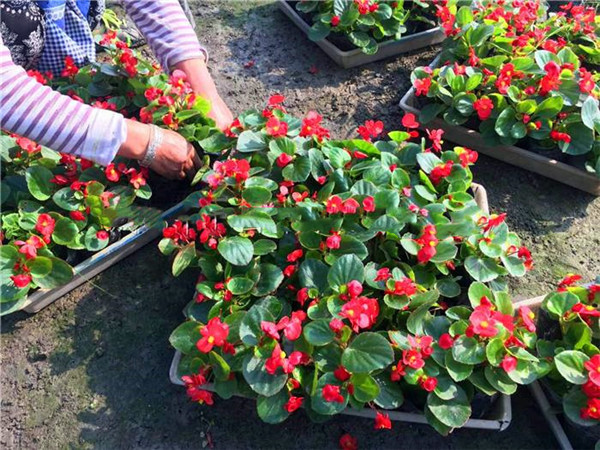 比哥海棠 比哥海棠