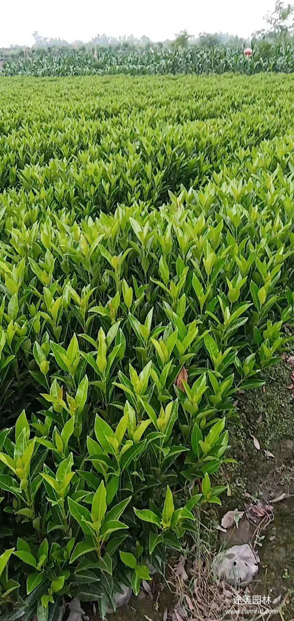 法國冬青的產地在哪兒?(圖1) 法國冬青圖片