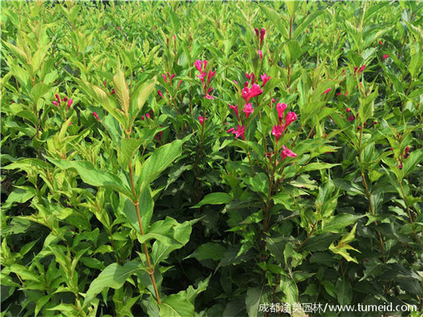 紅王子錦帶 紅王子錦帶