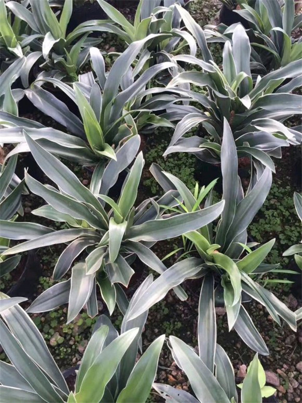 金邊萬(wàn)年青基地實(shí)拍圖