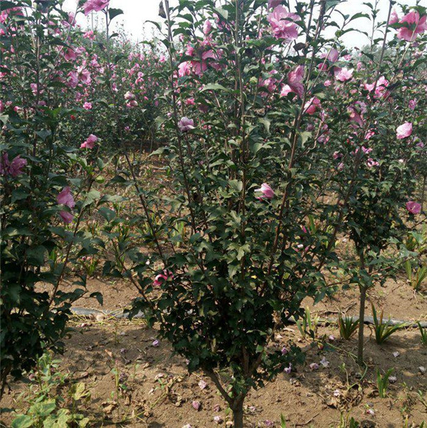 木槿基地實(shí)拍圖片