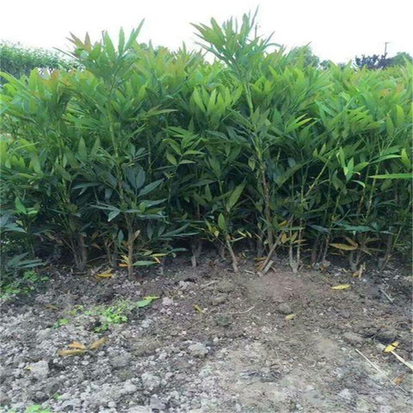 十大功勞 十大功勞