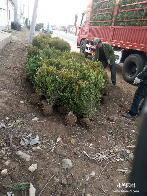 重慶小葉黃楊基地實(shí)拍圖