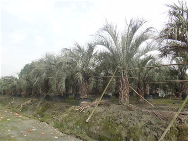 布迪椰子 布迪椰子