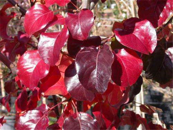 彩葉豆梨秋季紅葉實(shí)拍圖片