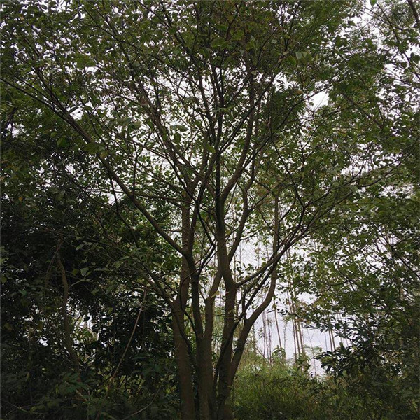 行道樹種植間距多少米一顆？