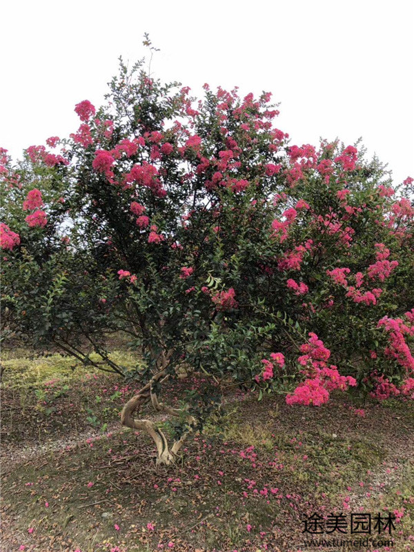 15公分紫薇樹(shù)苗圖片