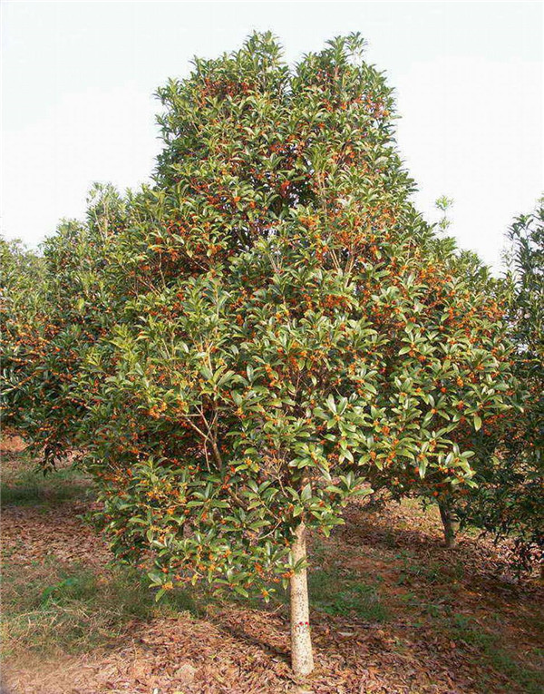 丹桂不開花的原因是什么？