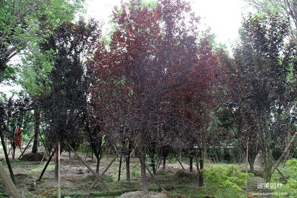 成都低分枝紅葉李基地實拍