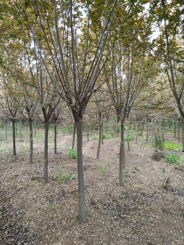 紅葉李和紫葉李的區別是什么?