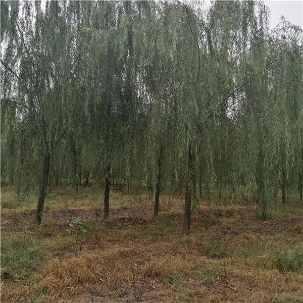 金絲柳圖片 金絲柳圖片