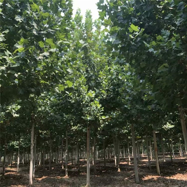 速生法桐 速生法桐