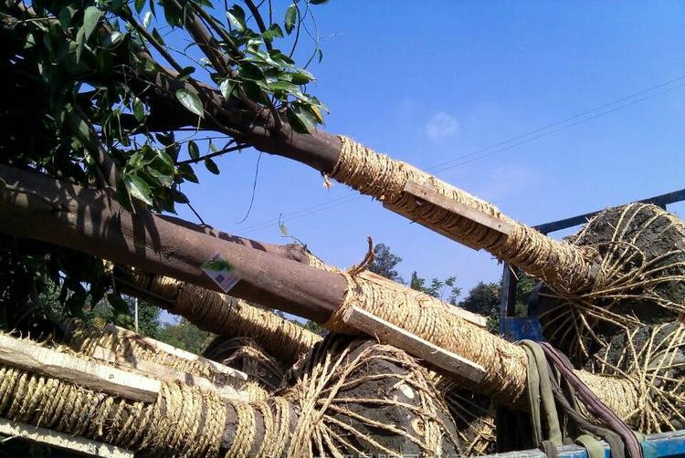 15公分桂花樹(shù)圖片