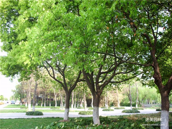 綠化苗木材料報審表怎么填?