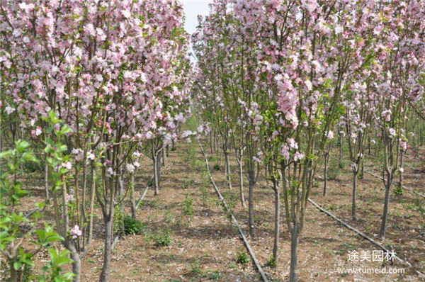 西府海棠 西府海棠