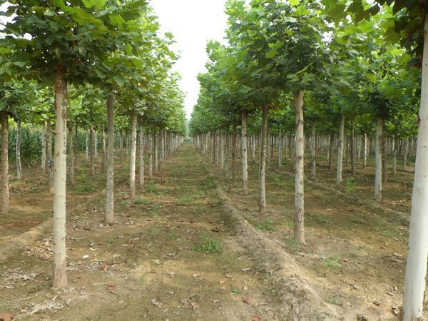 造型法桐 造型法桐