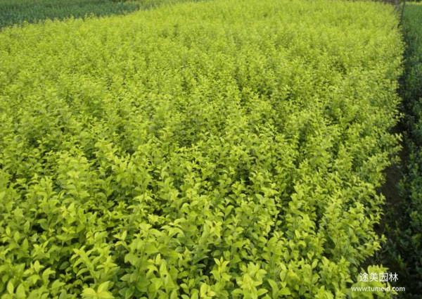 金葉女貞 金葉女貞