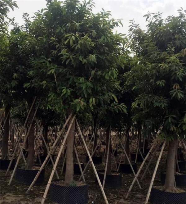 小葉榕圖片 小葉榕圖片