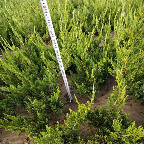 龍柏圖片 龍柏圖片