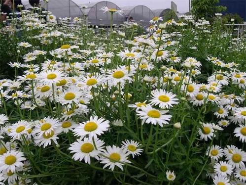 大濱菊圖片 大濱菊圖片