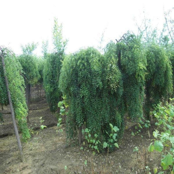 龍爪槐圖片 龍爪槐圖片