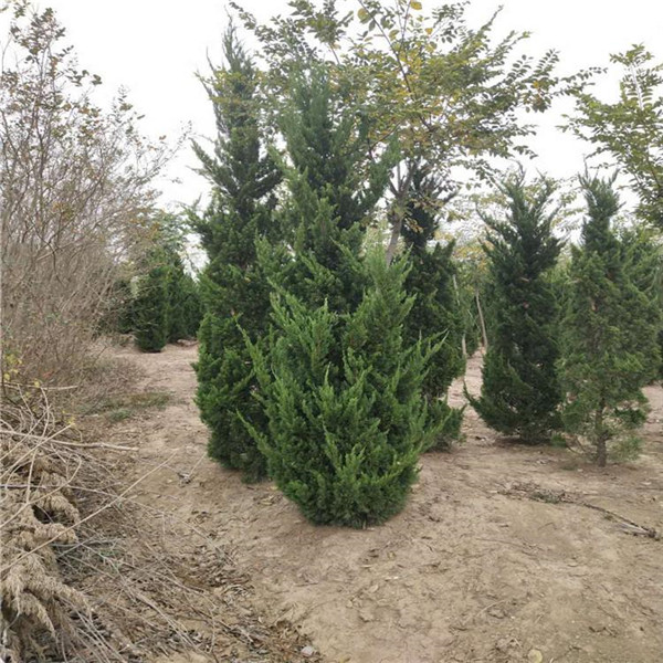 側(cè)柏圖片 側(cè)柏圖片